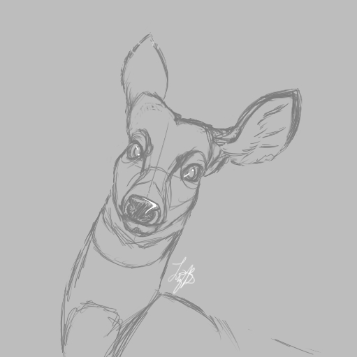 Doe Sketch by Lobo