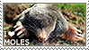 I love moles I love moles